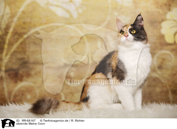 sitzende Maine Coon / sitting Maine Coon / RR-68167