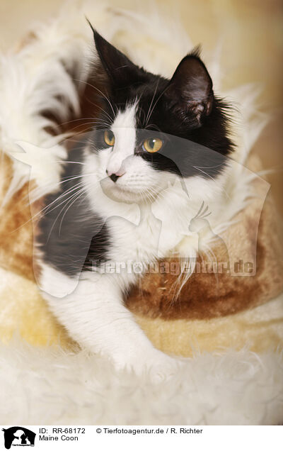 Maine Coon / Maine Coon / RR-68172