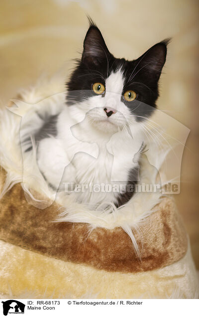 Maine Coon / Maine Coon / RR-68173