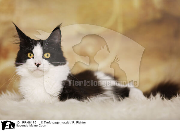 liegende Maine Coon / lying Maine Coon / RR-68175