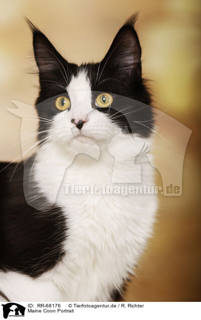 Maine Coon Portrait / Maine Coon Portrait / RR-68176