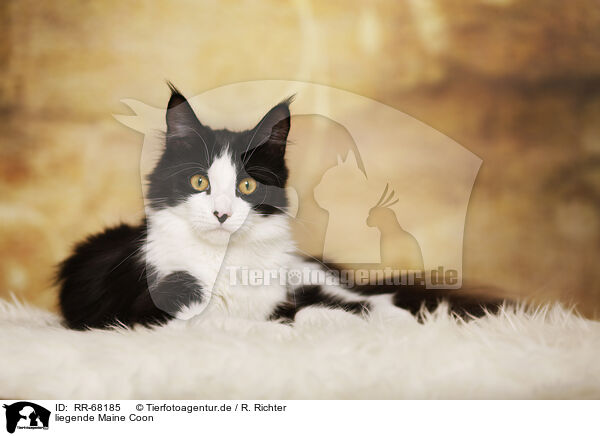 liegende Maine Coon / lying Maine Coon / RR-68185