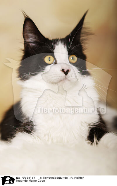 liegende Maine Coon / lying Maine Coon / RR-68187