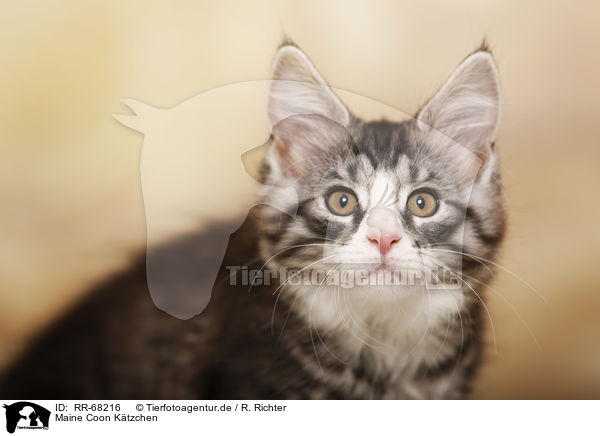 Maine Coon Ktzchen / Maine Coon Kitten / RR-68216