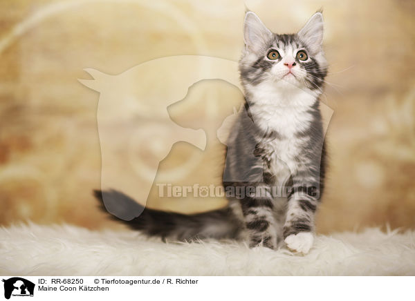 Maine Coon Ktzchen / Maine Coon Kitten / RR-68250