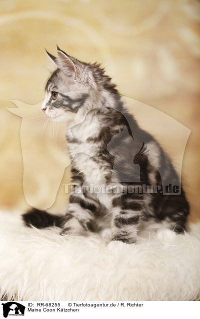 Maine Coon Ktzchen / Maine Coon Kitten / RR-68255