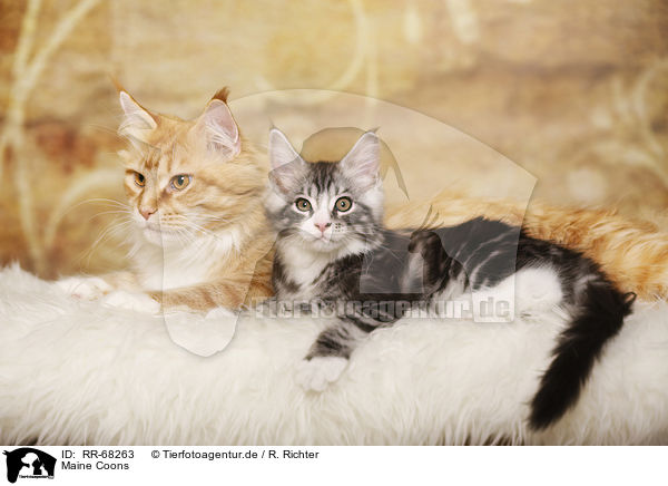 Maine Coons / Maine Coons / RR-68263