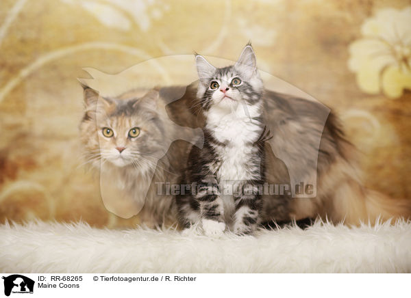 Maine Coons / Maine Coons / RR-68265