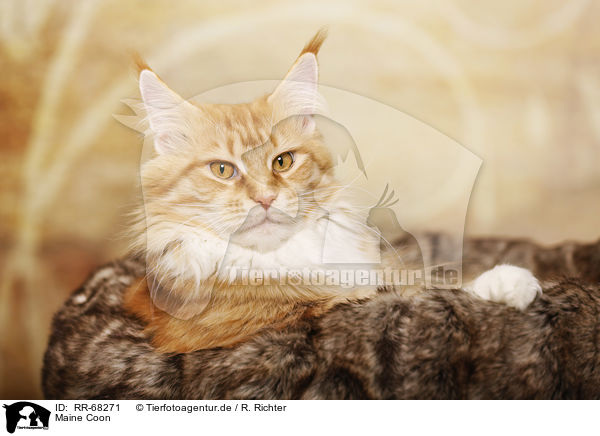 Maine Coon / RR-68271