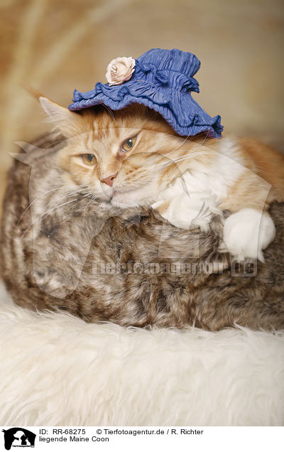 liegende Maine Coon / RR-68275
