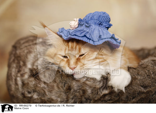 Maine Coon / RR-68279