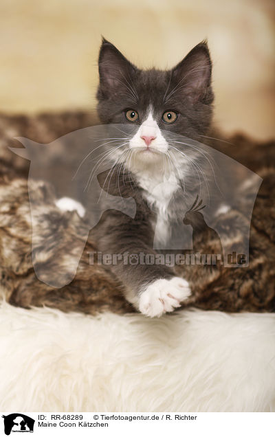Maine Coon K�tzchen / Maine Coon Kitten / RR-68289