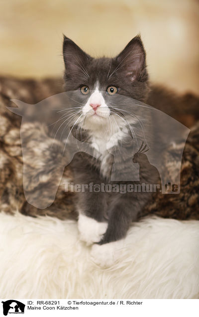 Maine Coon K�tzchen / Maine Coon Kitten / RR-68291