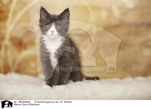 Maine Coon Ktzchen / Maine Coon Kitten / RR-68293
