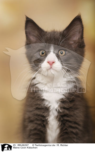 Maine Coon K�tzchen / Maine Coon Kitten / RR-68297