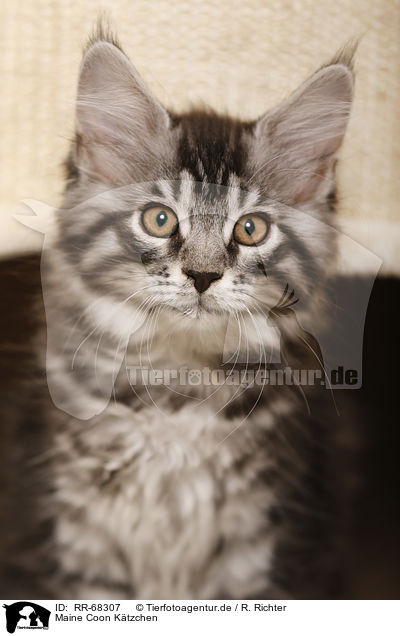 Maine Coon Ktzchen / Maine Coon Kitten / RR-68307