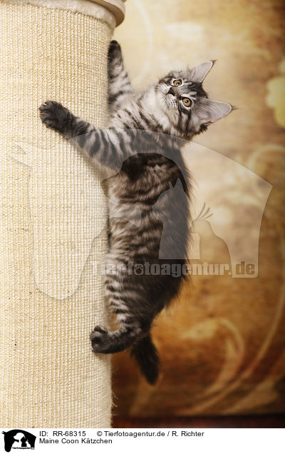 Maine Coon Ktzchen / Maine Coon Kitten / RR-68315