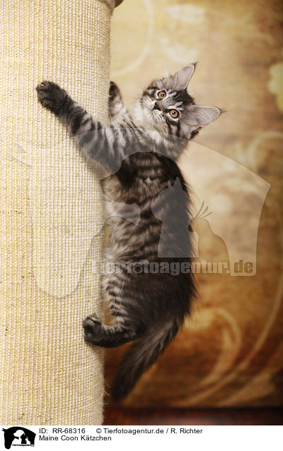 Maine Coon Ktzchen / RR-68316