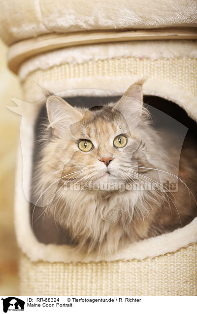 Maine Coon Portrait / Maine Coon Portrait / RR-68324