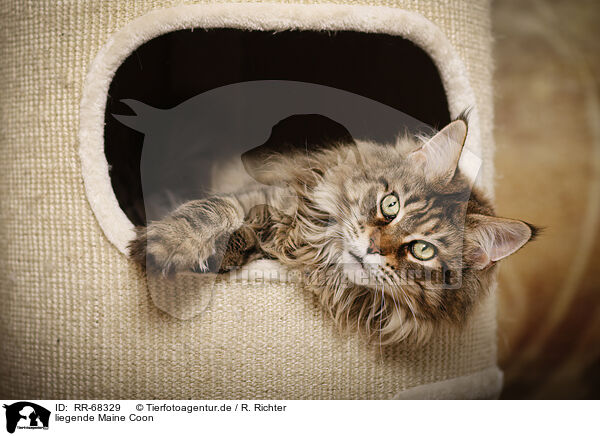 liegende Maine Coon / lying Maine Coon / RR-68329