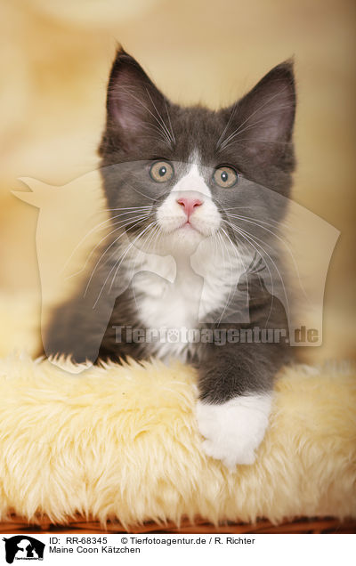 Maine Coon Ktzchen / RR-68345
