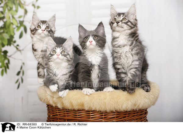 4 Maine Coon Ktzchen / 4 Maine Coon Kitten / RR-68360