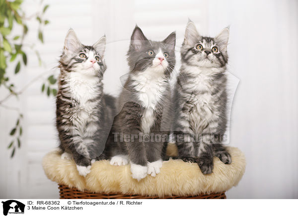 3 Maine Coon Ktzchen / 3 Maine Coon Kitten / RR-68362
