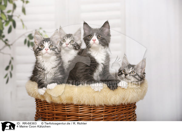 4 Maine Coon Ktzchen / 4 Maine Coon Kitten / RR-68363