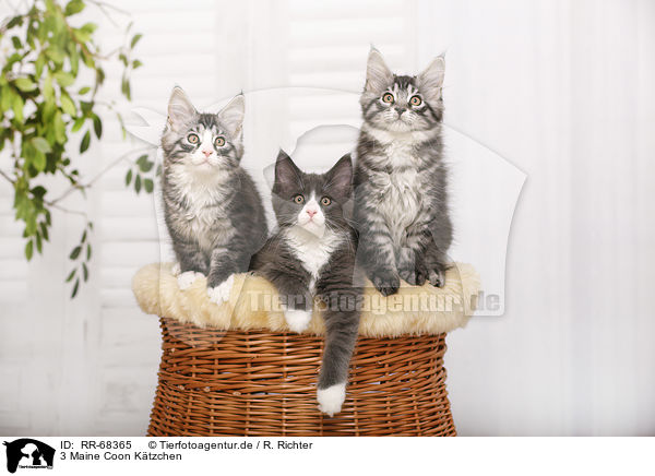 3 Maine Coon Ktzchen / 3 Maine Coon Kitten / RR-68365