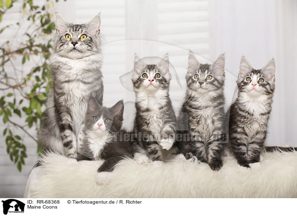 Maine Coons / Maine Coons / RR-68368