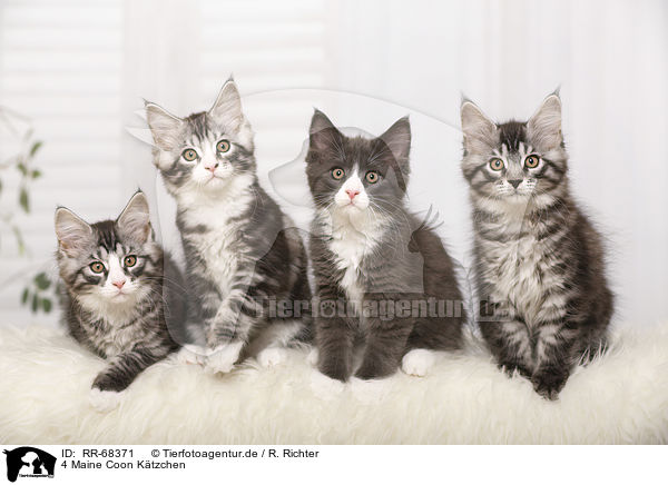 4 Maine Coon Ktzchen / 4 Maine Coon Kitten / RR-68371