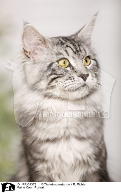 Maine Coon Portrait / Maine Coon Portrait / RR-68372