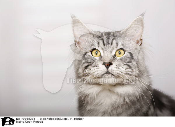 Maine Coon Portrait / Maine Coon Portrait / RR-68384