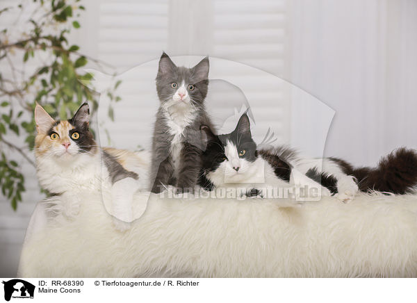 Maine Coons / Maine Coons / RR-68390