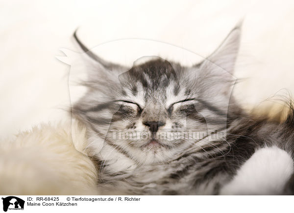 Maine Coon Ktzchen / Maine Coon Kitten / RR-68425