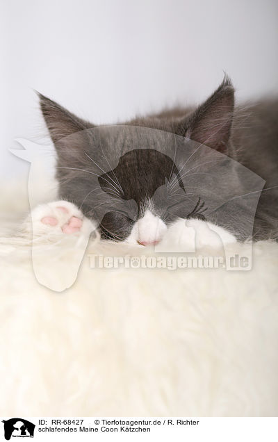 schlafendes Maine Coon K�tzchen / sleeping Maine Coon Kitten / RR-68427