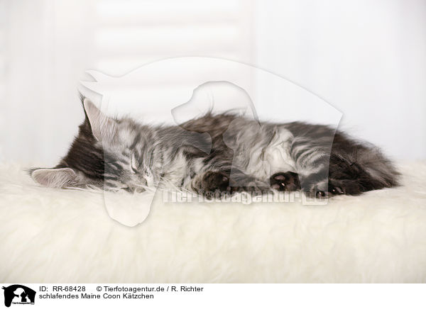 schlafendes Maine Coon Ktzchen / sleeping Maine Coon Kitten / RR-68428
