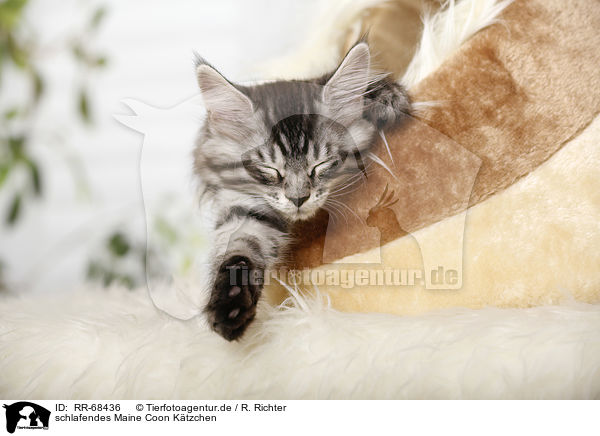 schlafendes Maine Coon Ktzchen / sleeping Maine Coon Kitten / RR-68436