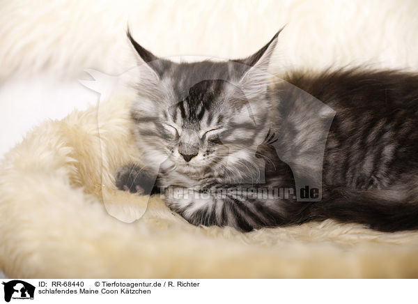 schlafendes Maine Coon Ktzchen / sleeping Maine Coon Kitten / RR-68440