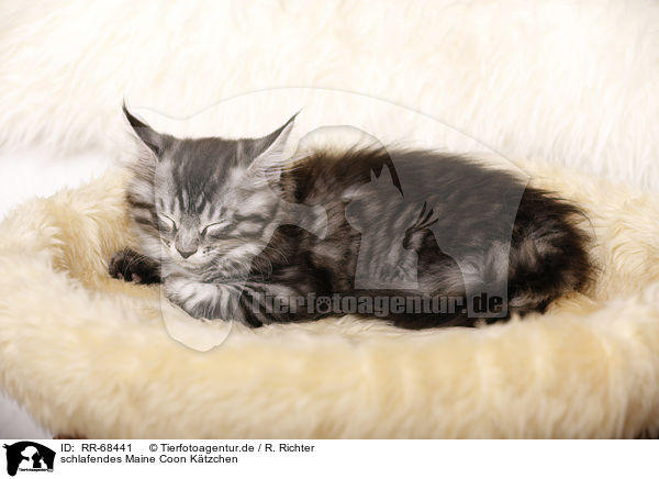 schlafendes Maine Coon Ktzchen / sleeping Maine Coon Kitten / RR-68441