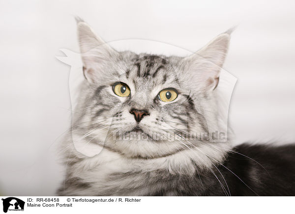Maine Coon Portrait / Maine Coon Portrait / RR-68458
