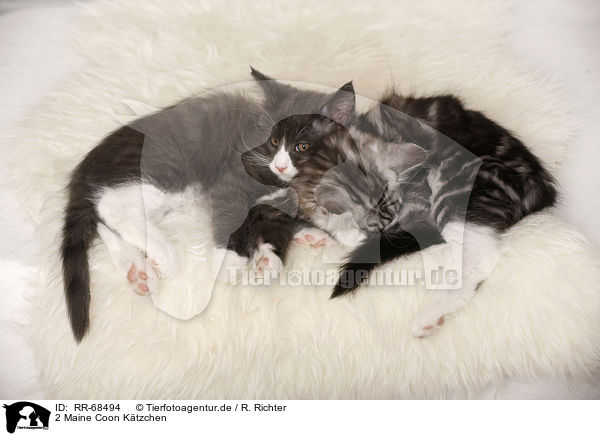 2 Maine Coon K�tzchen / 2 Maine Coon Kitten / RR-68494