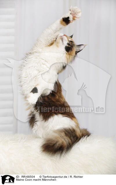Maine Coon macht M�nnchen / RR-68504