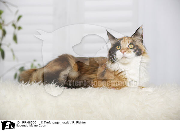 liegende Maine Coon / RR-68506