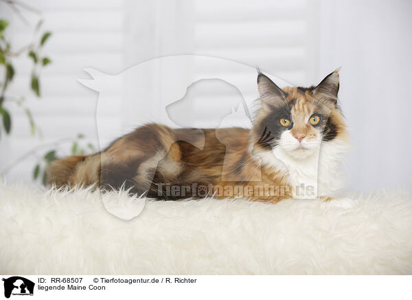 liegende Maine Coon / RR-68507
