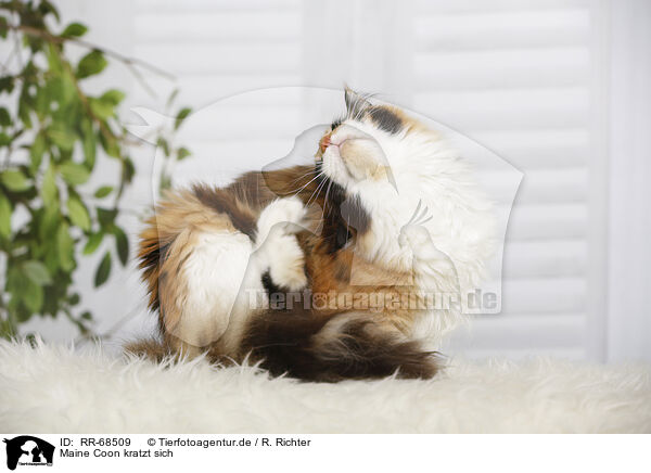 Maine Coon kratzt sich / RR-68509