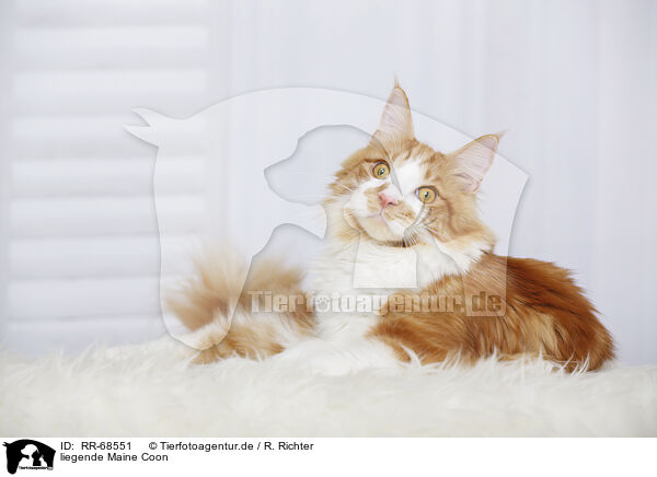 liegende Maine Coon / RR-68551