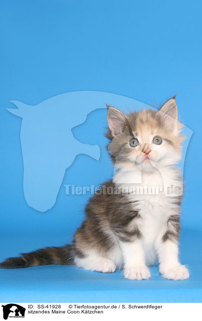 sitzendes Maine Coon Ktzchen / SS-41928
