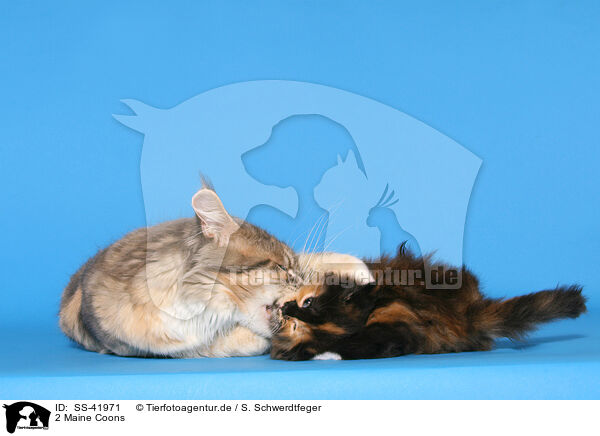 2 Maine Coons / 2 Maine Coons / SS-41971