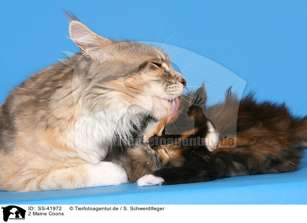 2 Maine Coons / 2 Maine Coons / SS-41972